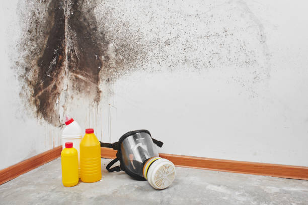 Best Industrial Mold Remediation in Delavan Lake, WI