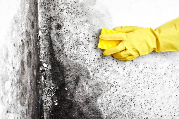Best Industrial Mold Remediation in Delavan Lake, WI