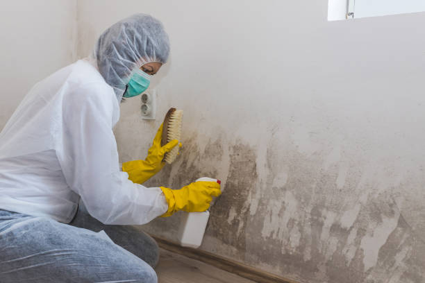 Best Emergency Mold Remediation in Delavan Lake, WI