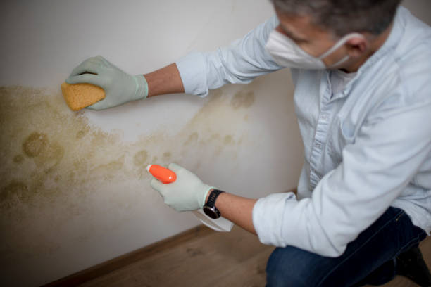 Best Health and Safety Mold Remediation in Delavan Lake, WI