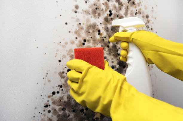 Best Localized Mold Remediation (e.g., coastal areas, humid climates) in Delavan Lake, WI