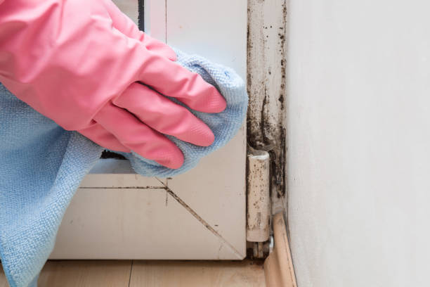 Best Health and Safety Mold Remediation in Delavan Lake, WI